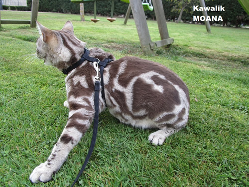 femelle BENGAL marble